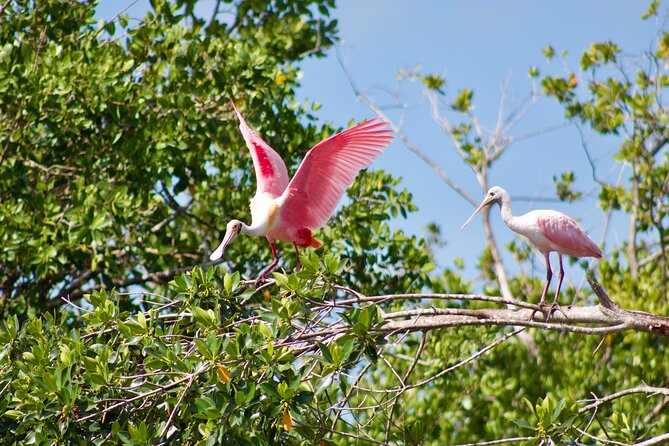 Manatees and Mangrove Tunnels Small Group Kayak Tour - What the guides add to the outing