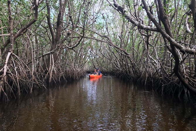Manatees and Mangrove Tunnels Small Group Kayak Tour - Wildlife beyond the manatees