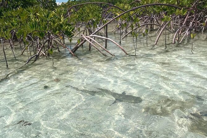 Mangrove Clear Kayak Tour - Meeting in Leeward Settlement and getting on the water