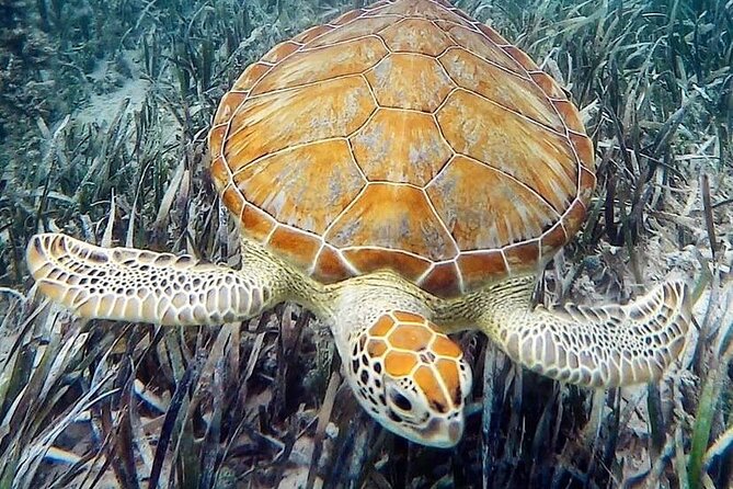 Mangrove Clear Kayak Tour - Who should book this tour