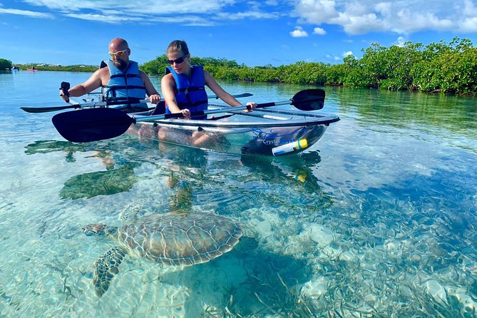 Mangrove & Iguana Clear Kayak Tour - Quick takeaways from the water