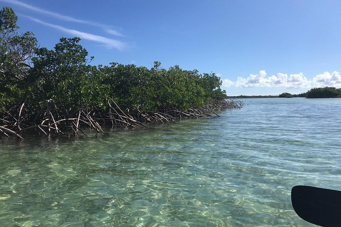 Mangrove & Iguana Clear Kayak Tour - Iguana Island brings the trip ashore