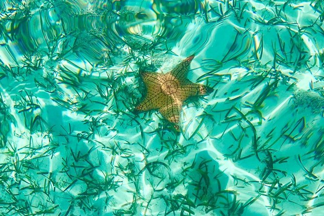 Mangrove & Iguana Clear Kayak Tour - What you may see under the boat