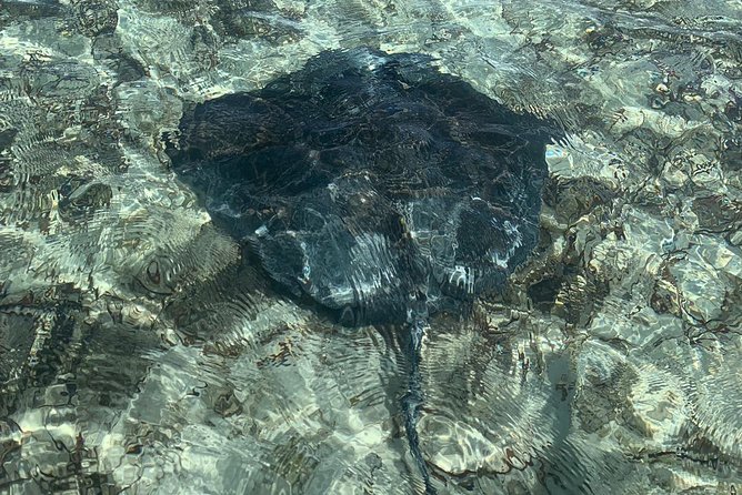 Mangrove & Iguana Clear Kayak Tour - Guides who shape the experience