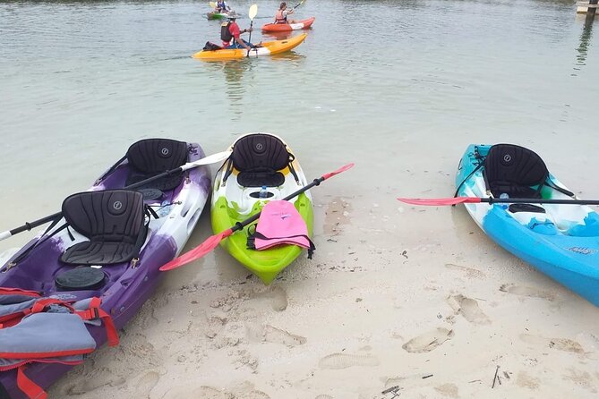 Mangrove Kayaking Abu Dhabi - Is the $102.74 price good value?