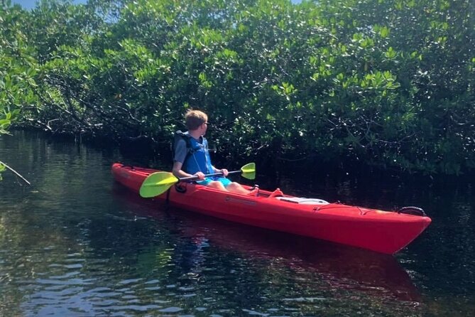 Mangrove Tunnel Kayak Adventure in Key Largo - Wildlife: what you might see