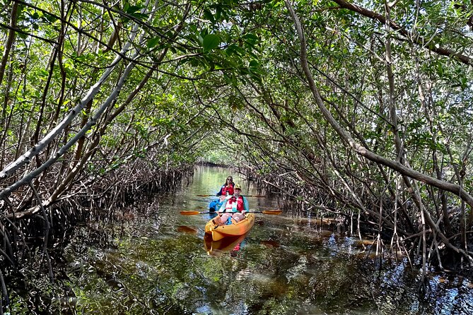 Mangrove Tunnel Kayak Eco Tour - Entering the mangrove tunnels at West Lake Park
