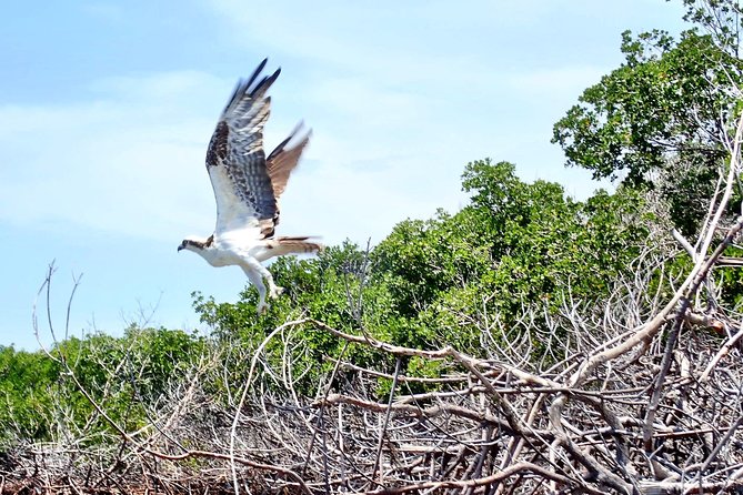 Mangrove Tunnel Kayak Eco Tour - Should you book the mangrove kayak tour?