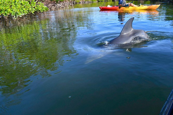 Mangrove Tunnels & Mudflats Kayak Tour - Local Biologist Guides - Add the Rookery Bay learning center afterward