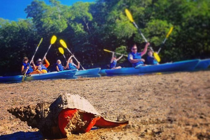 Mangrove Tunnels & Mudflats Kayak Tour - Local Biologist Guides - Weather, cancellations, and the best type of day