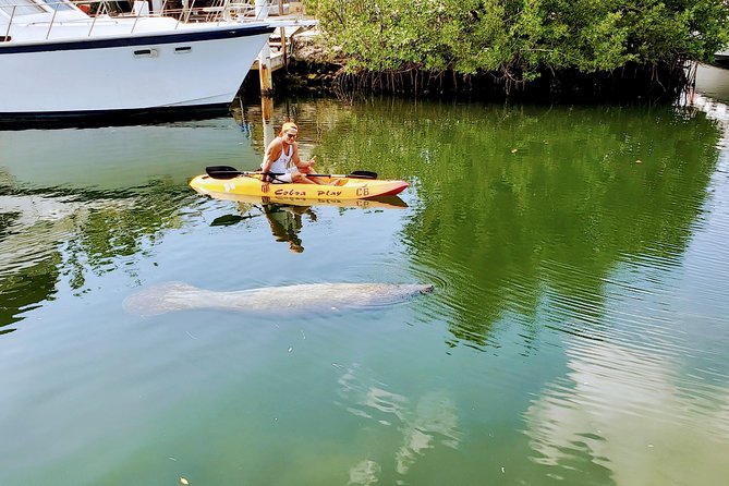Mangroves and Manatees - Guided Kayak Eco Tour - Why Tavernier Creek Works So Well for a Kayak Tour