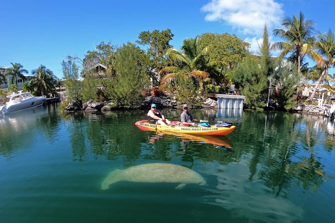 Mangroves and Manatees - Guided Kayak Eco Tour - Choosing a Single or Double Kayak