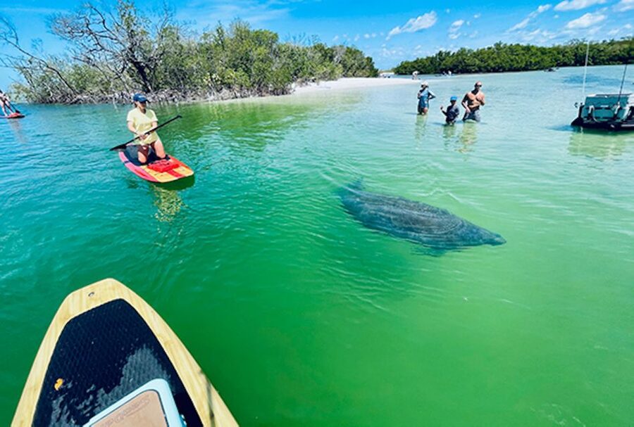 Marco Island: Guided Manatee-Watching Kayaking or SUP Tour - Key points to know before you book