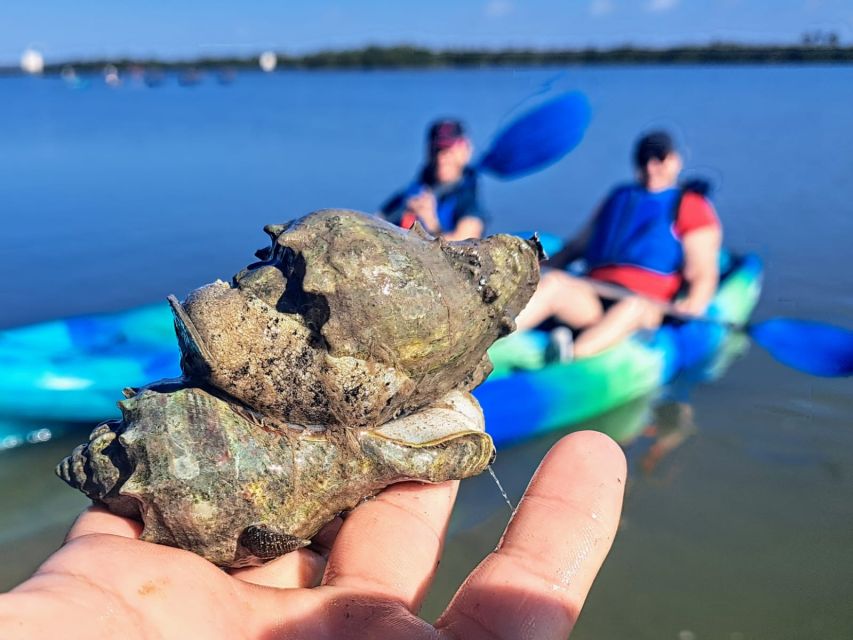 Marco Island: Kayak Mangrove Ecotour in Rookery Bay Reserve - Key points to know before you paddle