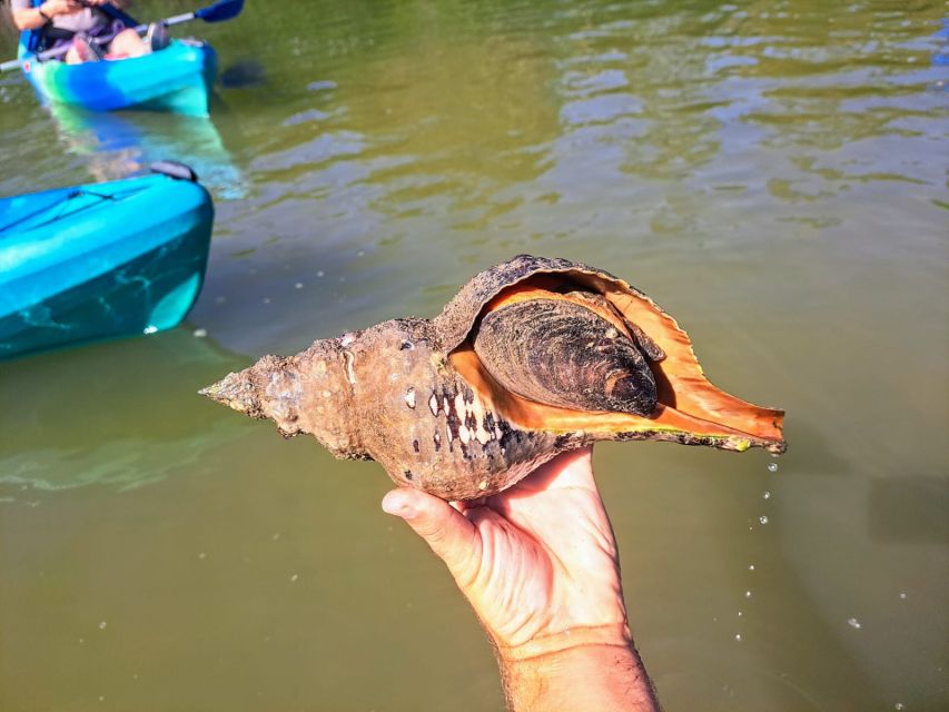 Marco Island: Kayak Mangrove Ecotour in Rookery Bay Reserve - Oyster reefs, mudflats, and quiet bays