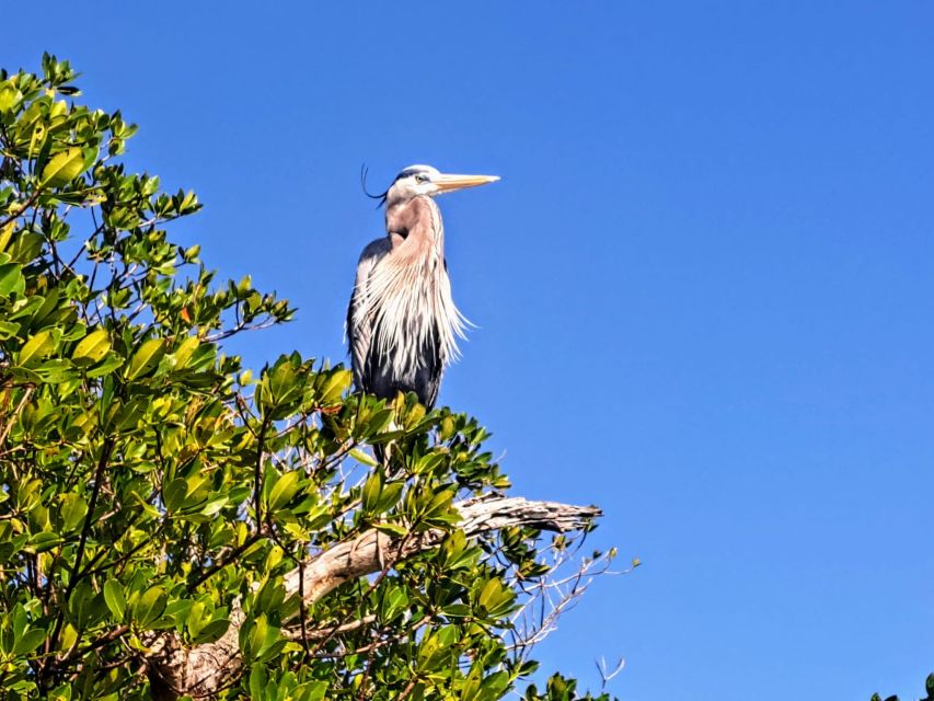 Marco Island: Kayak Mangrove Ecotour in Rookery Bay Reserve - Wildlife watching at water level