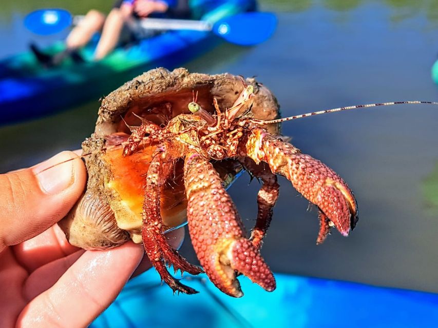 Marco Island: Kayak Mangrove Ecotour in Rookery Bay Reserve - Getting started at Isles of Capri Paddlecraft Park