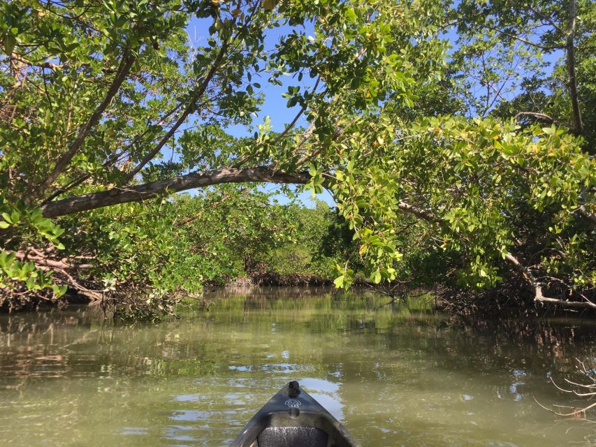 Marco Island: Mangrove Maze Kayak Tour (2hrs) - Key points before you book