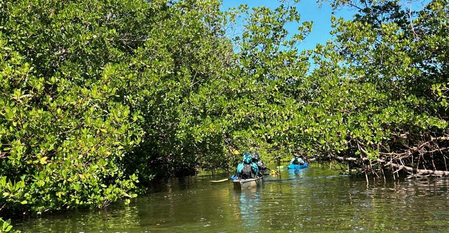 Marco Island: Mangrove Maze Kayak Tour (2hrs) - Paddling into the tidal channels