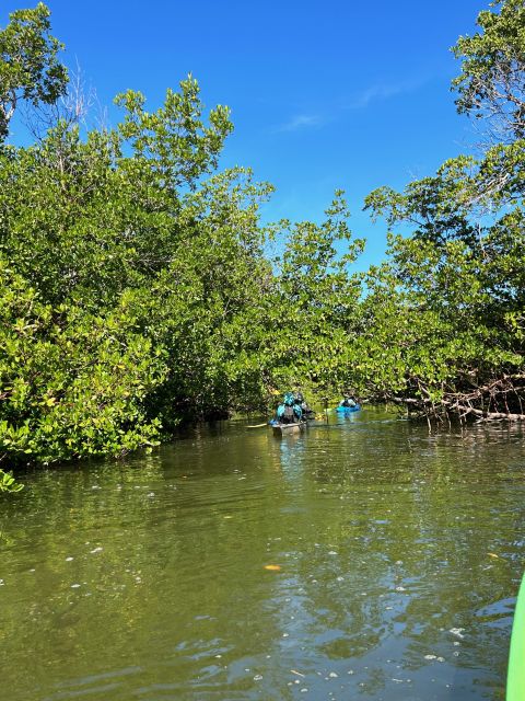 Marco Island: Mangrove Maze Kayak Tour (2hrs) - Wildlife watching at water level