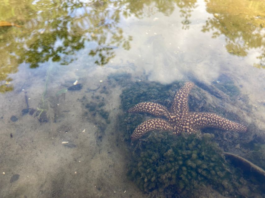 Marco Island: Mangrove Maze Kayak Tour (2hrs) - What $70 includes, and what it does not