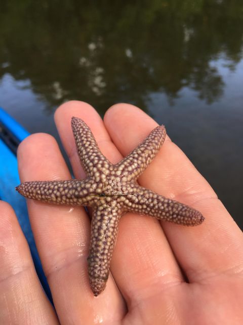 Marco Island: Mangrove Maze Kayak Tour (2hrs) - Meeting the guide and choosing your kayak
