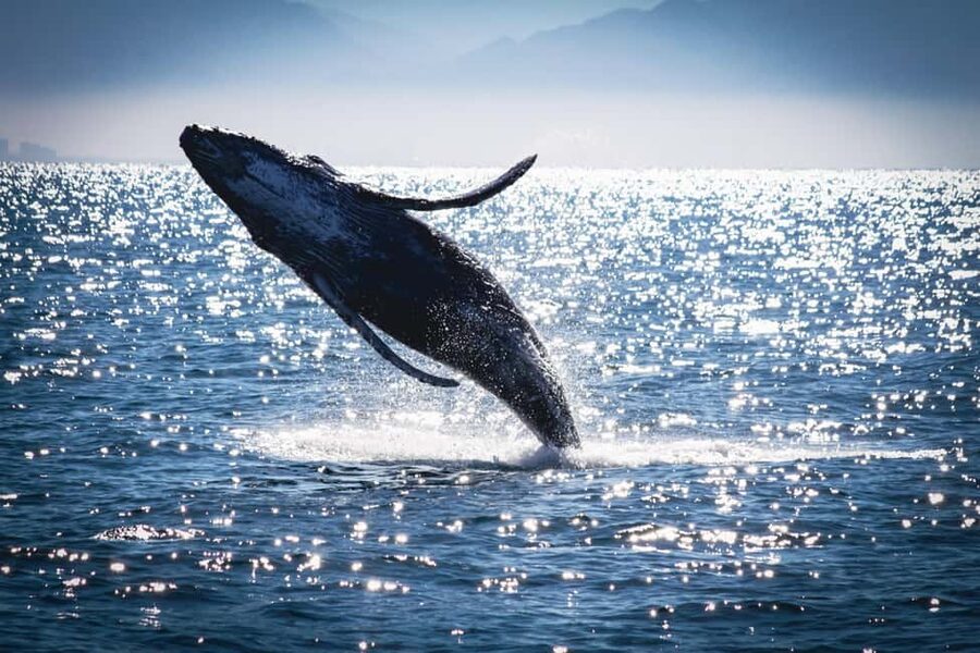Marietas Islands Boat Tour: Snorkel, Kayak, Playa Nopalera - What makes the Marietas marine reserve special