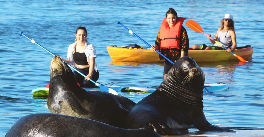 Marina Del Rey: Kayak and Paddleboard Tour with Sea Lions - What the two hours feel like