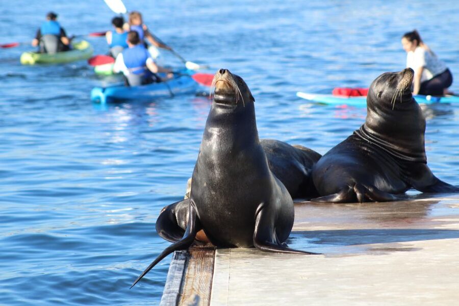 Marina Del Rey: Kayak and Paddleboard Tour with Sea Lions - Who should book this marina tour?