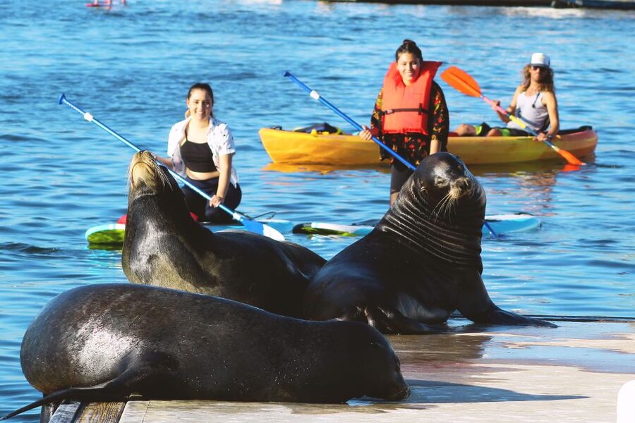 Marina Del Rey: Kayak and Paddleboard Tour with Sea Lions - Choosing between a kayak and a paddleboard