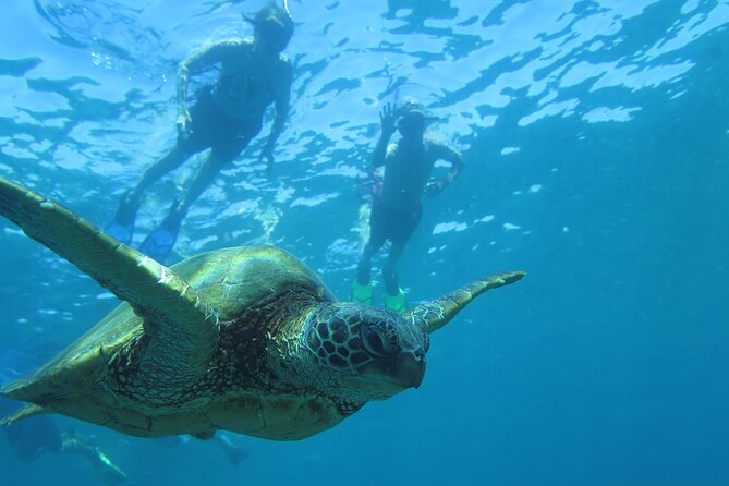 Maui Clear Kayak and Snorkel Tour: Swim with turtles (Makena) - The guides are a big part of the value