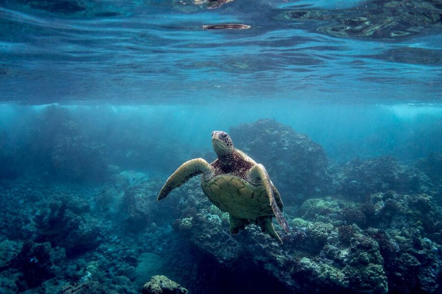 Maui: Turtle Town Kayak and Snorkel Tour - Guides who make beginners feel safe