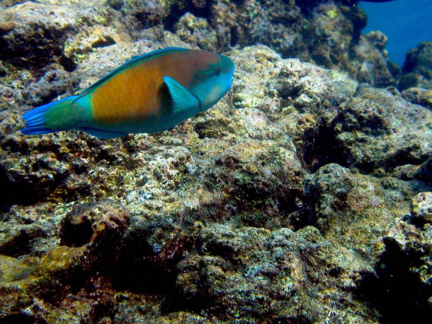 Maui: West Side Discovery Kayak & Snorkel from UKUMEHAME - About 1.5 miles along the Olowalu or Ukumehame Coastline