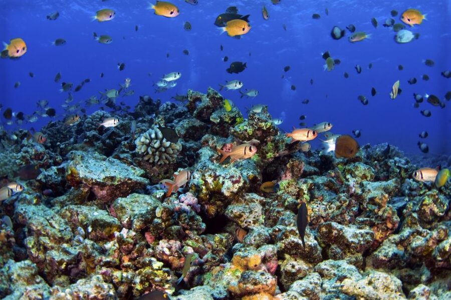 Maui: West Side Discovery Kayak & Snorkel from UKUMEHAME - Snorkeling with turtles and tropical fish