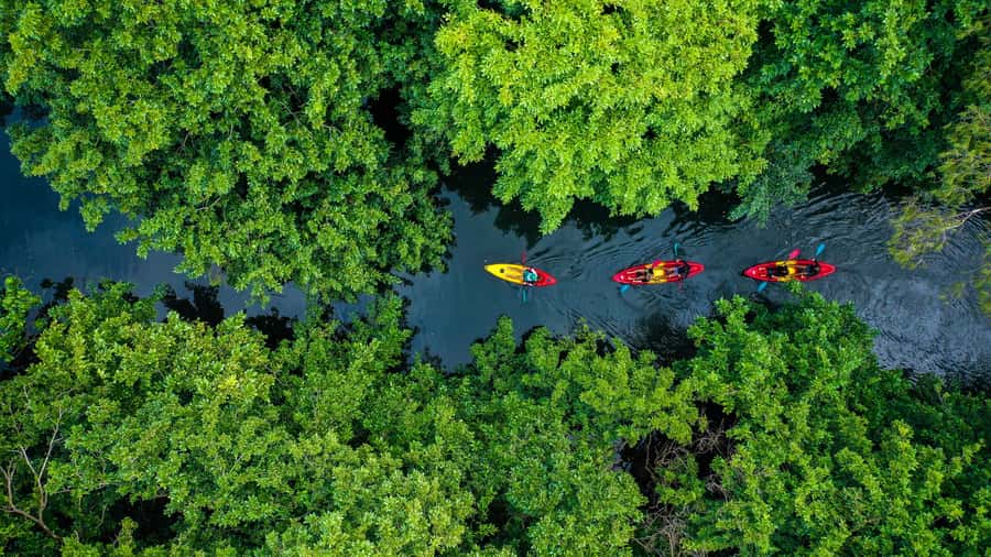 Mauritius: Guided Kayak Tour on Tamarin River - Learning the basics before paddling upstream