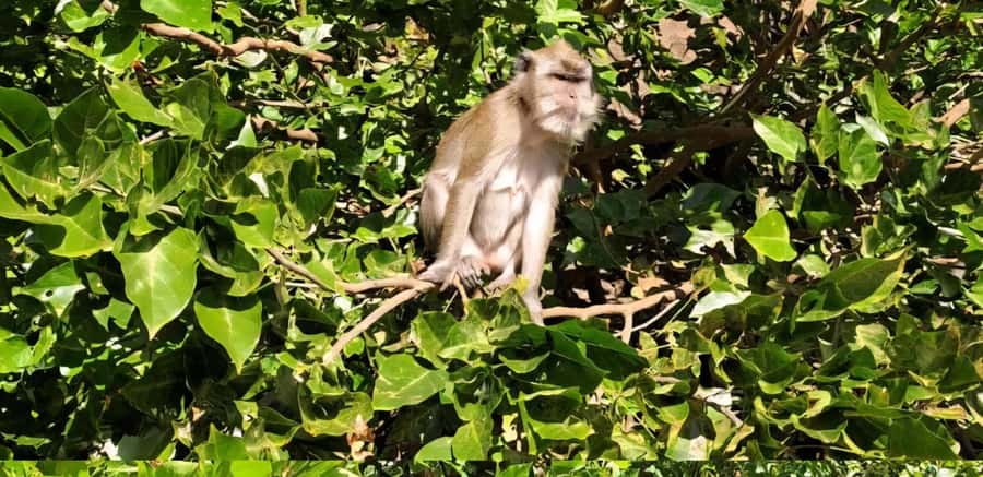 Mauritius: River Guided Kayak Tour with Monkeys - A meditation pause, mangrove planting, and possible swim