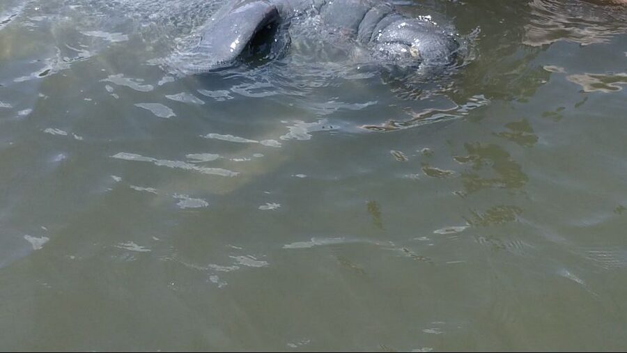 Merritt Island: Manatee Watching Paddle or Kayak Tour - Who should book this paddle?