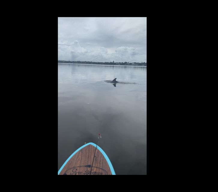 Merritt Island: Manatee Watching Paddle or Kayak Tour - The animals you may see