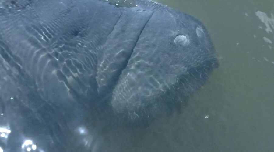 Merritt Island: Manatee Watching Paddle or Kayak Tour - Is $65 a fair price?