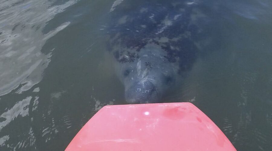 Merritt Island: Manatee Watching Paddle or Kayak Tour - Setting out from the yellow flag