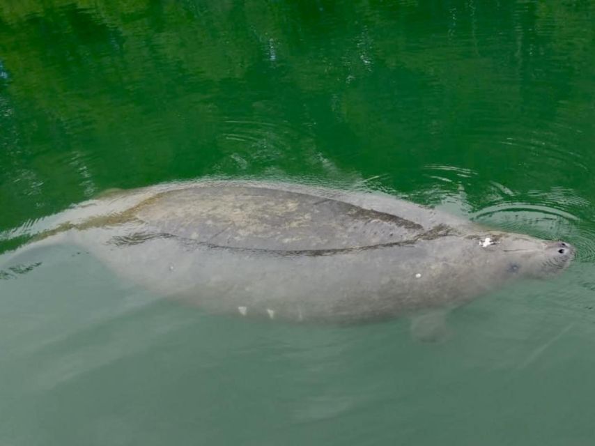 Miami: Manatee Season Paddleboard or Kayak Tour - Why Virginia Key is a smart place to paddle