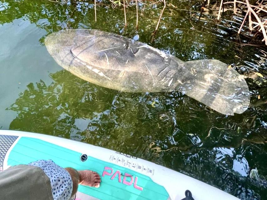 Miami: Manatee Season Paddleboard or Kayak Tour - What the guides add to the experience