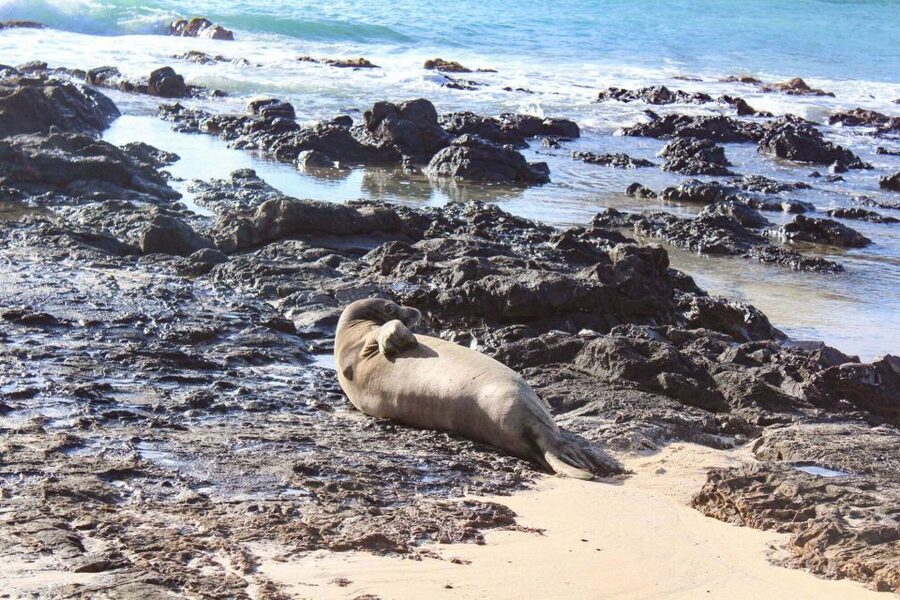 Mokulua Islands Self-Guided Kayak Adventure - Booking, Cancellation, and Timing