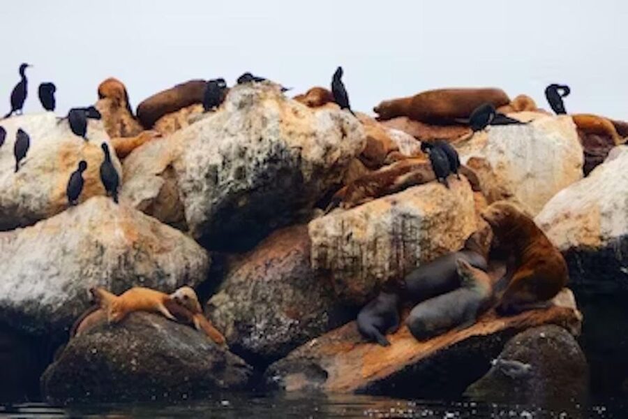 Monterey: Cannery Row Kayak Tour - Why this Cannery Row paddle works so well