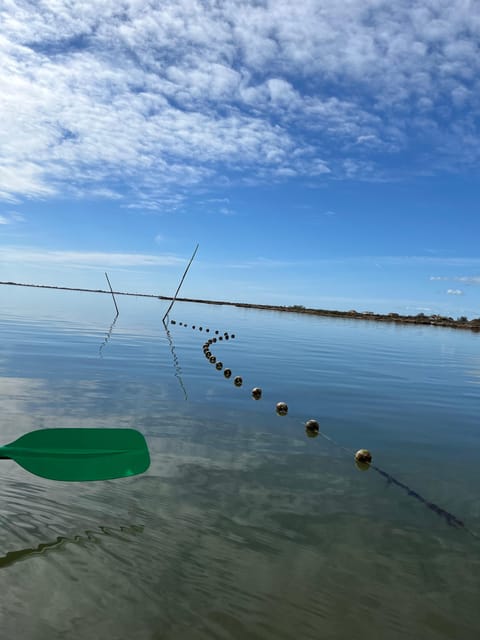 Montpellier : Birdwatching by kayak in the Camargue - Should You Book the Camargue Kayak Tour?