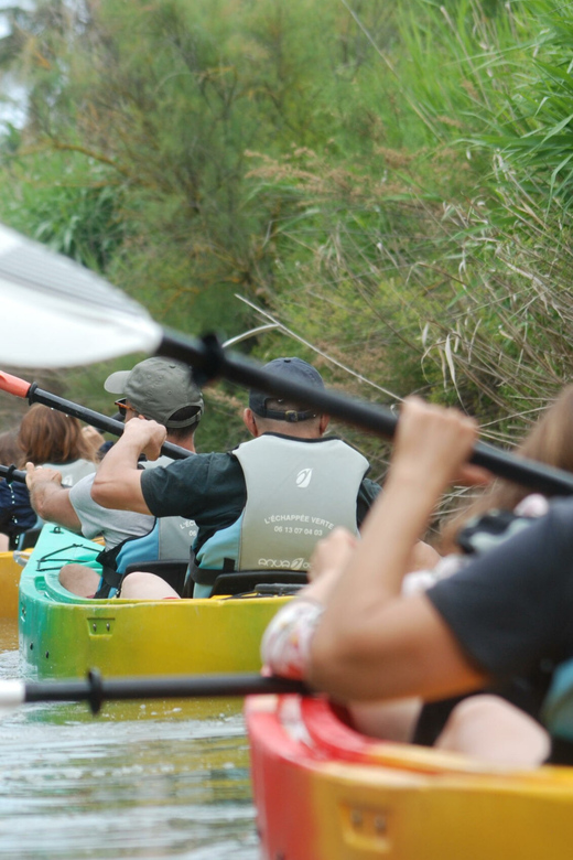Montpellier : Birdwatching by kayak in the Camargue - What the Two Hours Feel Like