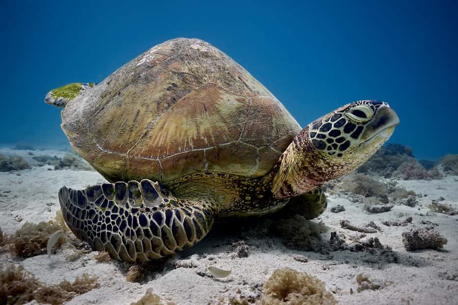 Moorea: Hauru Lagoon 3-hour Guided Kayak Tour with Snack - Key points to know before you book