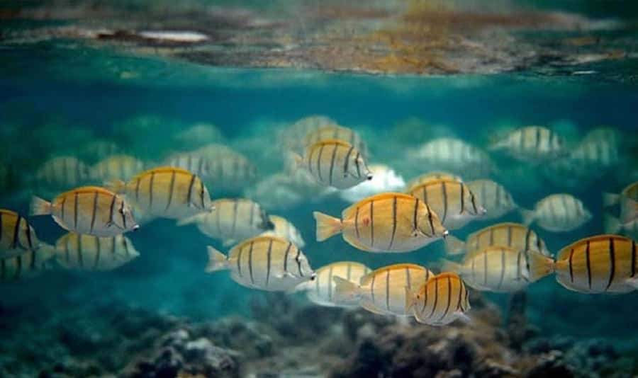 Moorea: Hauru Lagoon 3-hour Guided Kayak Tour with Snack - Who will enjoy this Moorea kayak tour?