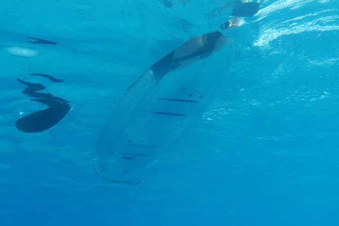 Moorea Lagoon Tour by Transparent Kayak - The snorkeling stop is the real highlight