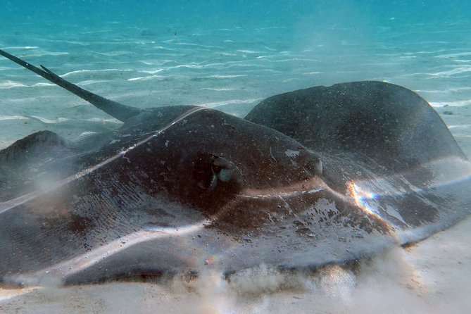 Moorea Lagoon Tour by Transparent Kayak - Why weather matters so much